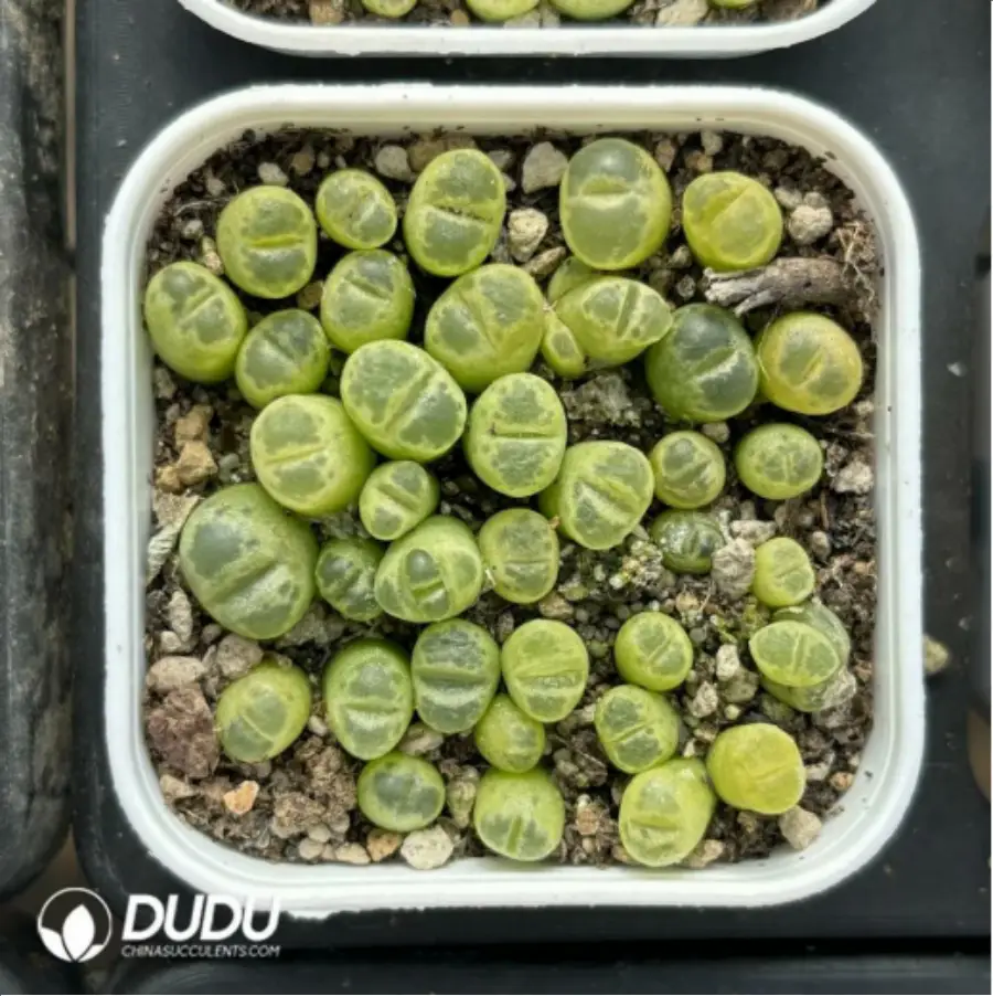 1-2866.webp Conophytum-Fenglingyu Mix Color Lithops - Image 1