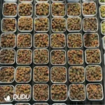 Conophytum-Fenglingyu Mix Color Lithops