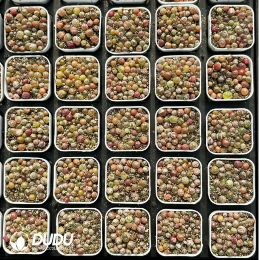 1-2871.webp Conophytum-Chaomao - Image 1