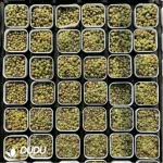 Conophytum-Kennedy 
Cut cake