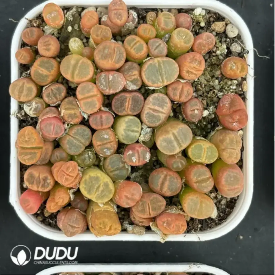 1-2874.webp Conophytum-Fenglingyu Mix Color Lithops - Image 1