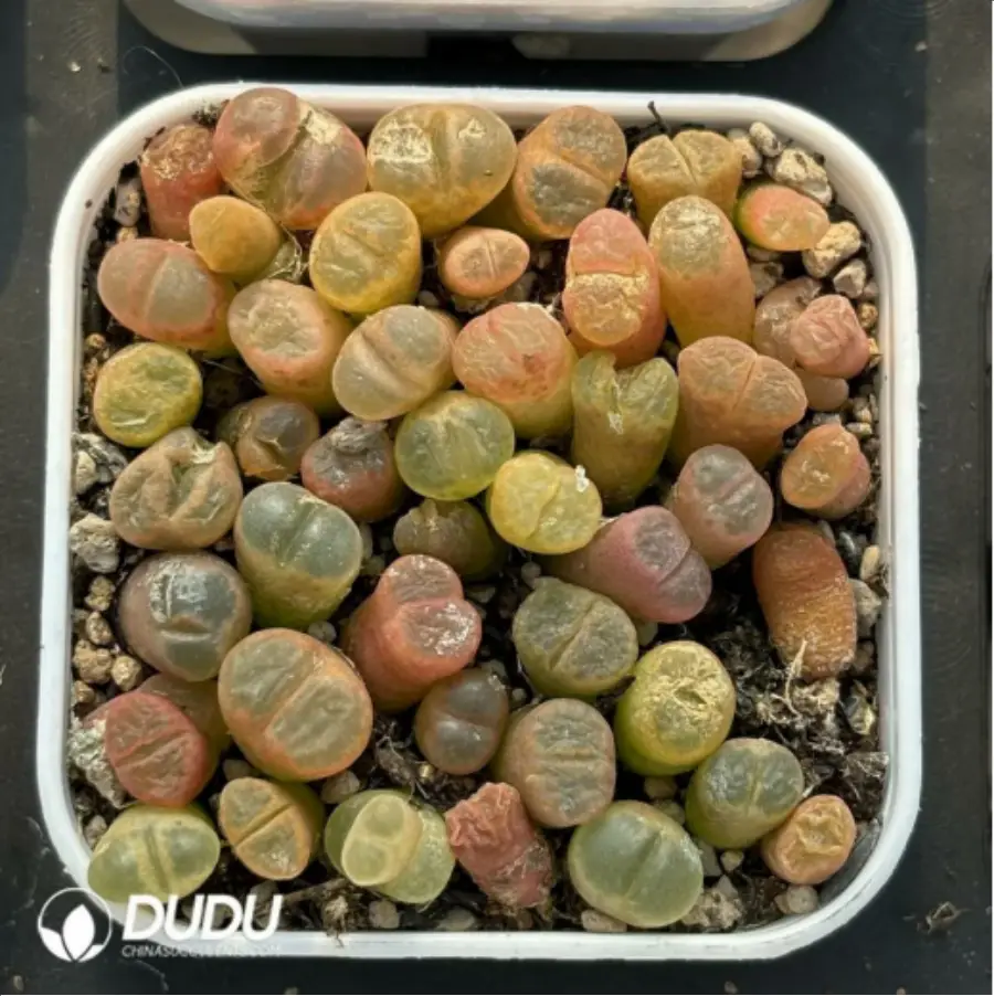 1-2875.webp Conophytum-Fenglingyu Mix Color Lithops - Image 1