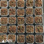 Conophytum-Honggang Ridge Cut cake