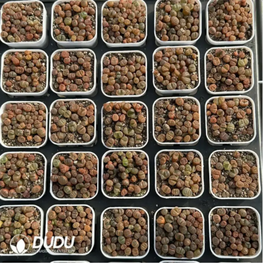 1-2882.webp Conophytum-Honggang Ridge Cut cake - Image 1