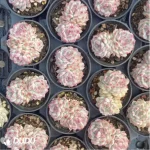 Echeveria Xiaoqiao Double