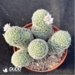 Cactus-Giselle Clustering