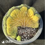 Cactus-Echinopsis
 pachanoi
Cristate variegated