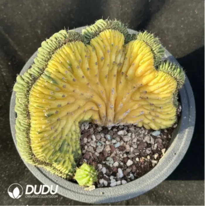 Cactus-Echinopsis
 pachanoi
Cristate variegated - Image 1