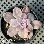 Graptopetalum Graptopetalumpentandrum ssp. superbum variegated