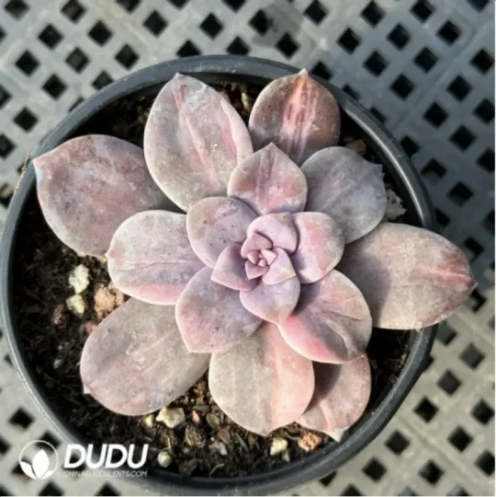 Graptopetalum Graptopetalumpentandrum ssp. superbum variegated - Image 1