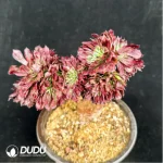 Aeonium Beauty variegated  Cristate