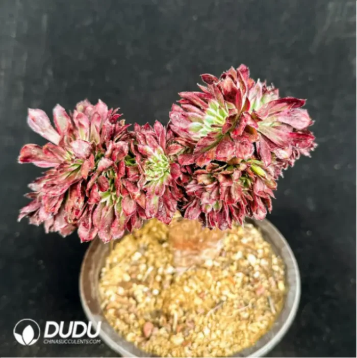 Aeonium Beauty variegated  Cristate - Image 1