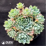 Echeveria Pansy
Clustering