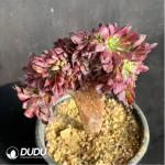 Alluaudia montagnaci