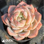 Echeveria Snow Tower