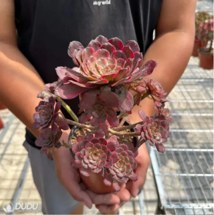 1-2937.webp Aeonium Red King Kong Variegated Cluster - Image 1