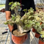 Aeonium arboreum var. arboreum variegated cristata