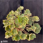 Aeonium Qingyi Variegated  Cluster