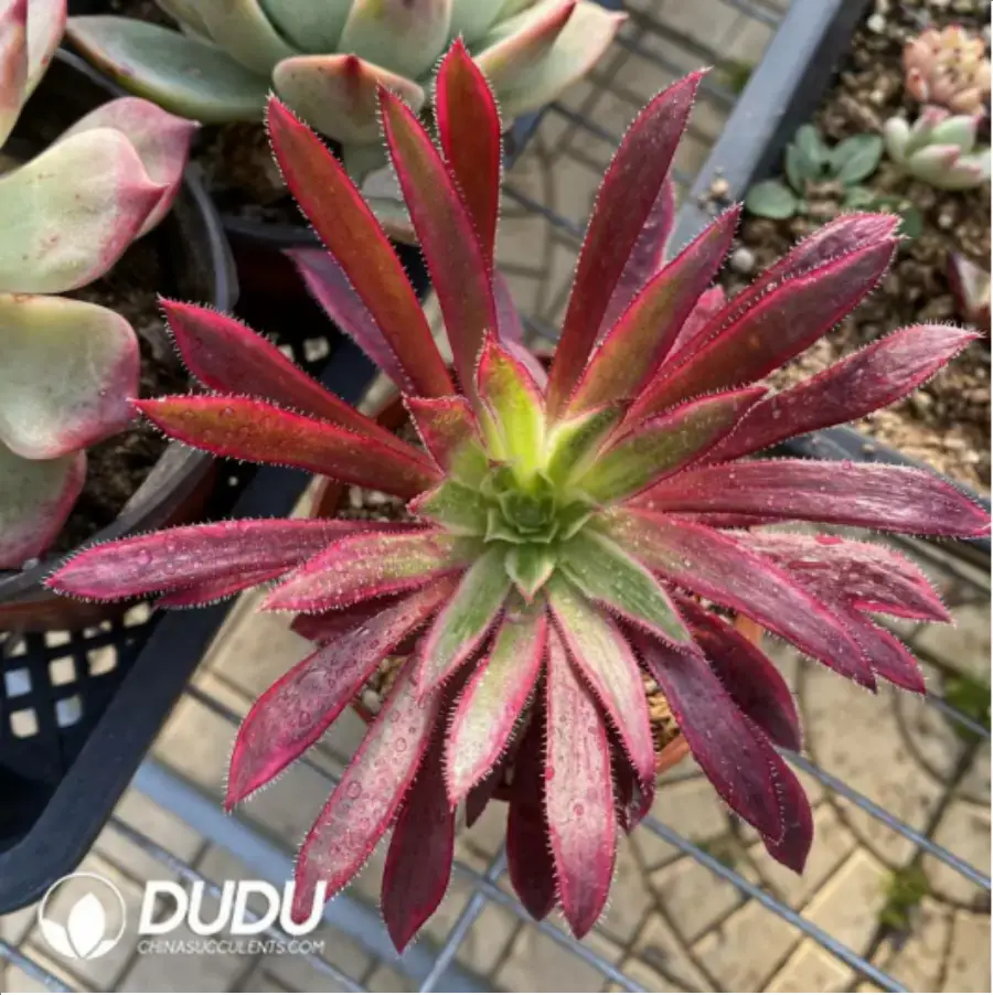 1-294.webp Aeonium Red copper pot of white Variegated - Image 1