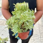 Aeonium Bilang Variegated Clustering