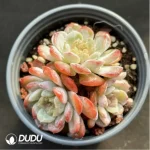 Echeveria Molten crystal Clustering