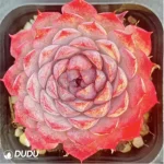 Echeveria Midget Crabapple