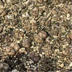 Conophytum-pellucidum 3Head/Pot