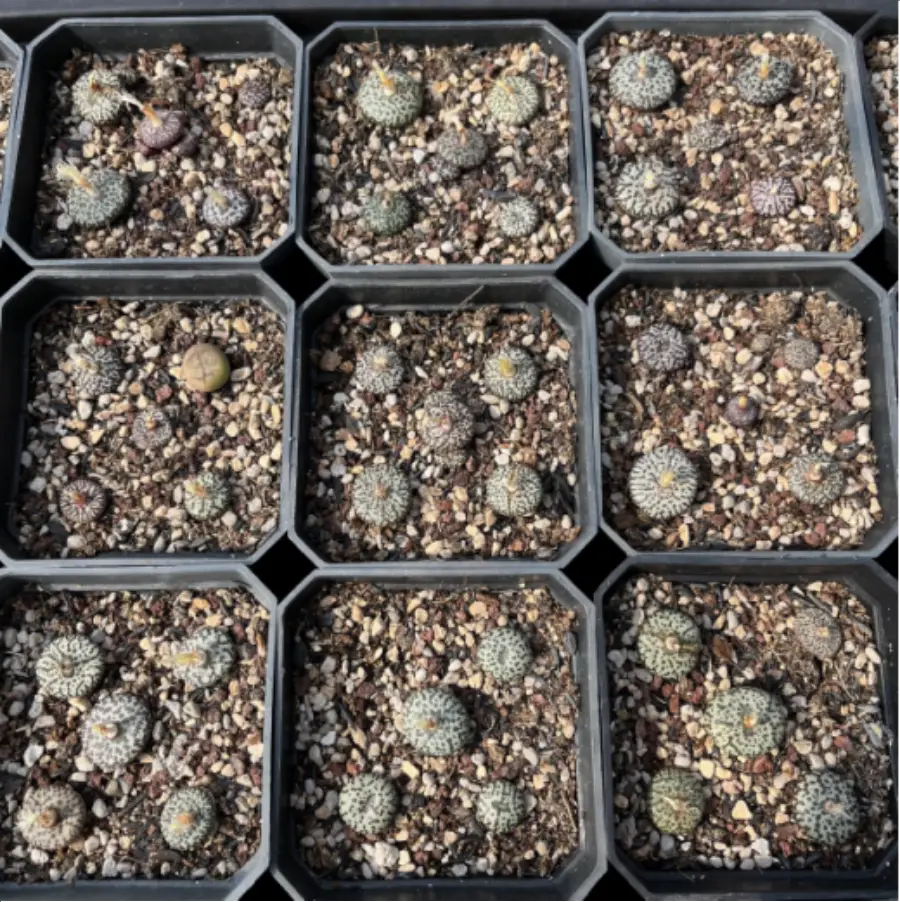 1-2947.webp Conophytum-obcordellum - Image 1