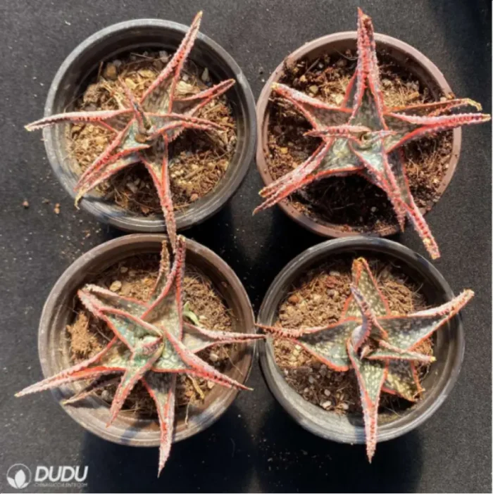 1-2948.webp Aloe Downey Vera - Image 1