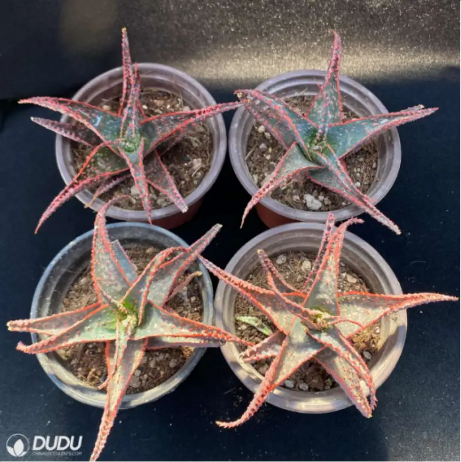 1-2949.webp Aloe Christmas Vera - Image 1