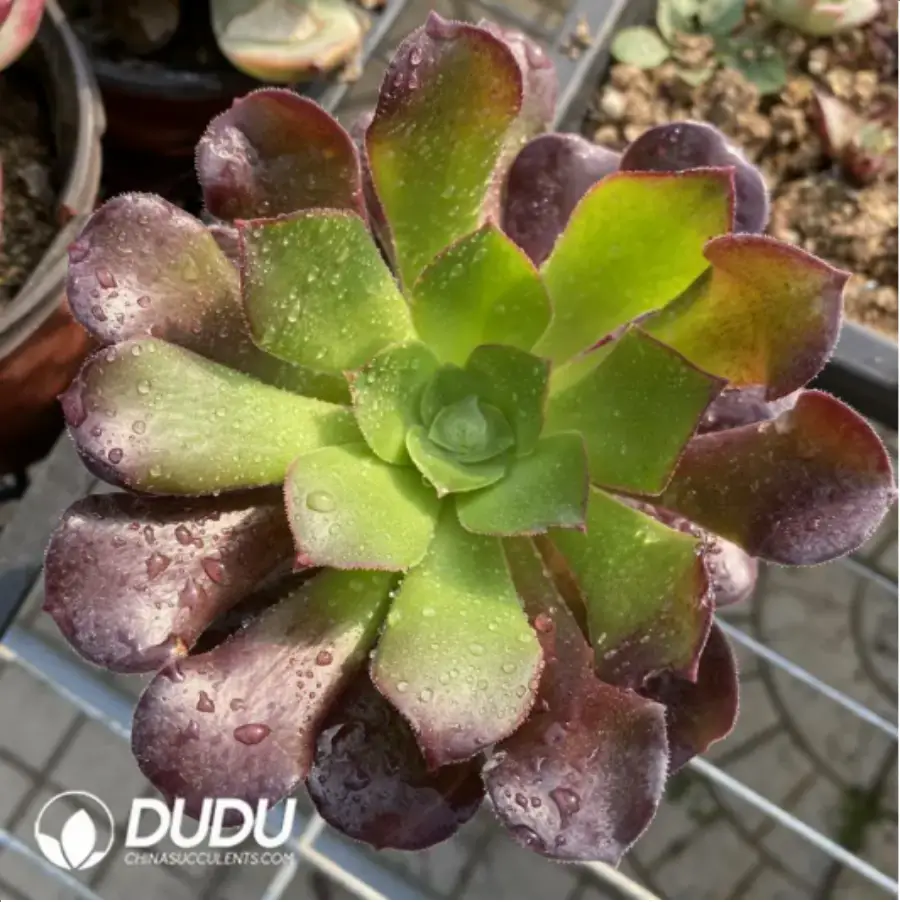 1-295.webp Aeonium Arboreum Velour European - Image 1