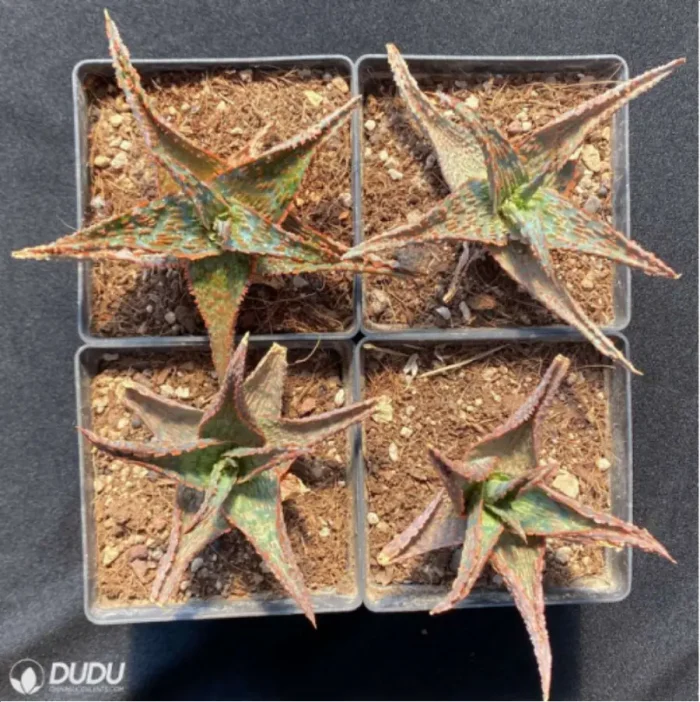 Aloe Flamingo - Image 1