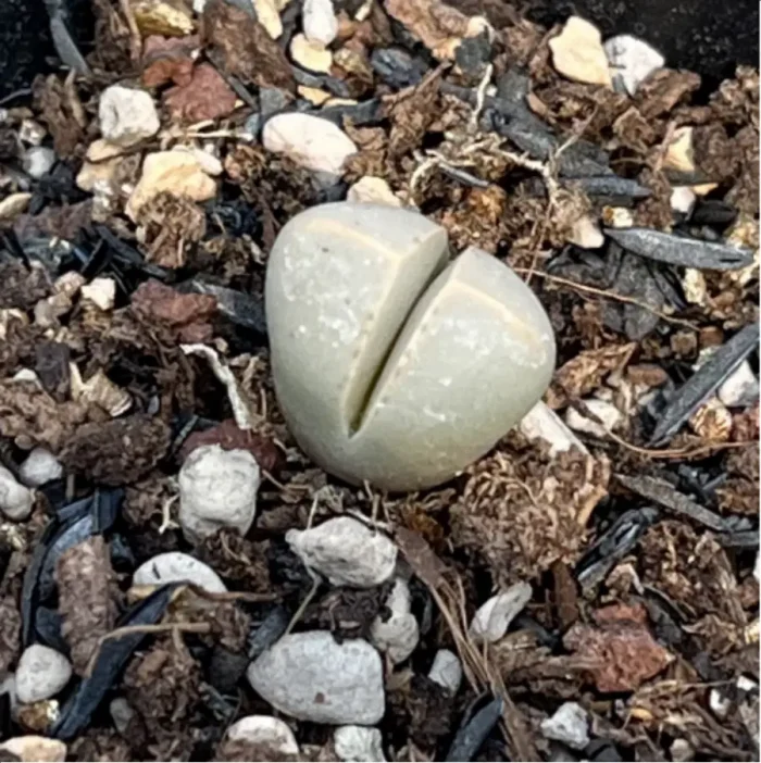 Lithops Wubiyu - Image 1