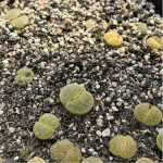 Lithops Lvzixuan