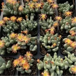 Conophytum-bilobum Neroli - Clustering, 20
