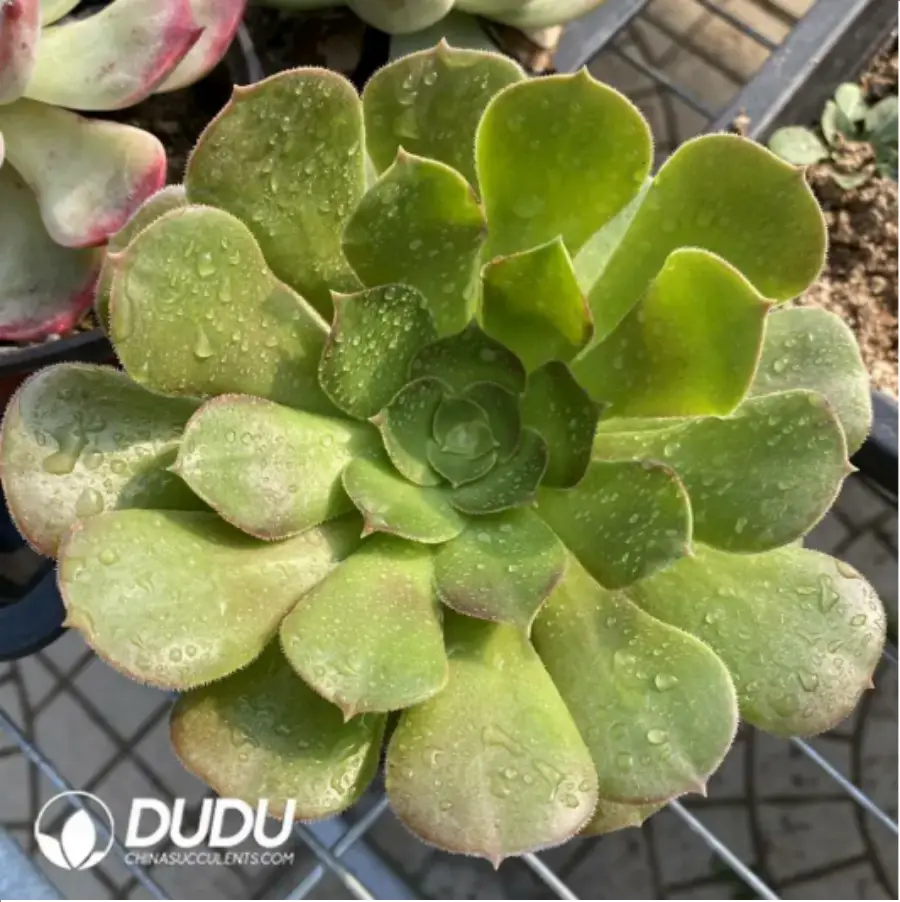 1-296.webp Aeonium Green Cashmere - Image 1