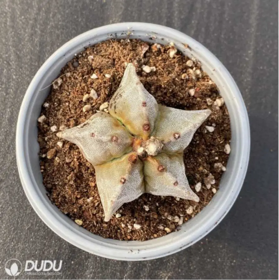 1-2961.webp Cactus-Astrophytum myriostigma var. nudum - Image 1