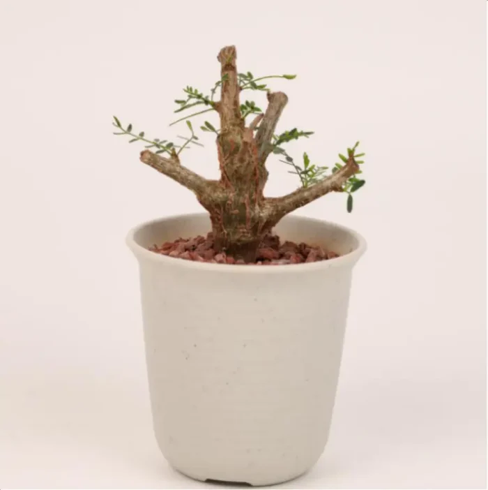 Euphorbiaceae Senna meridionalis - Image 1