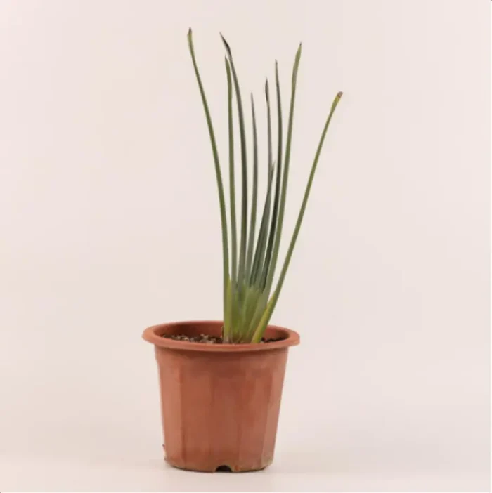 1-2965.webp Euphorbiaceae Strelitzia juncea - Image 1