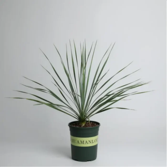 1-2966.webp Euphorbiaceae Yucca rostrata - Image 1