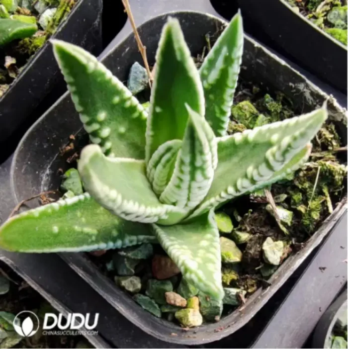 1-2967.webp Haworthia Emperor - Image 1