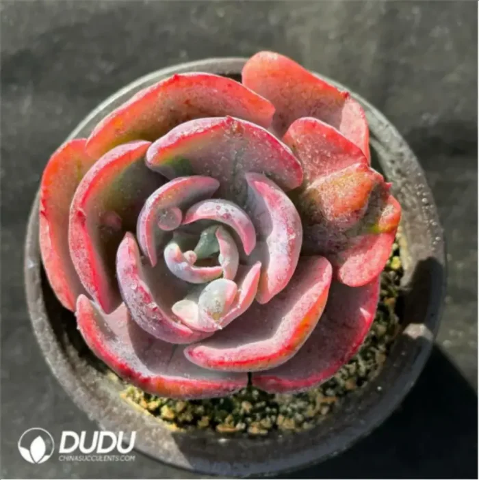 Echeveria Beyonce variegated - Image 1