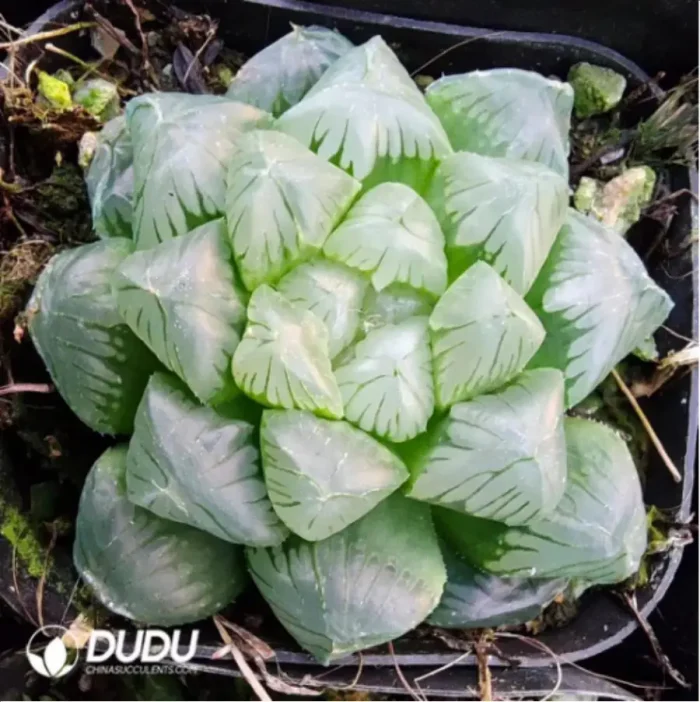 Haworthia cooperi var. pilifera - Image 1
