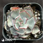 Echeveria Strictiflora