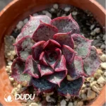 Echeveria  Longissima