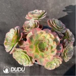 Aeonium Linlang variegated cluster