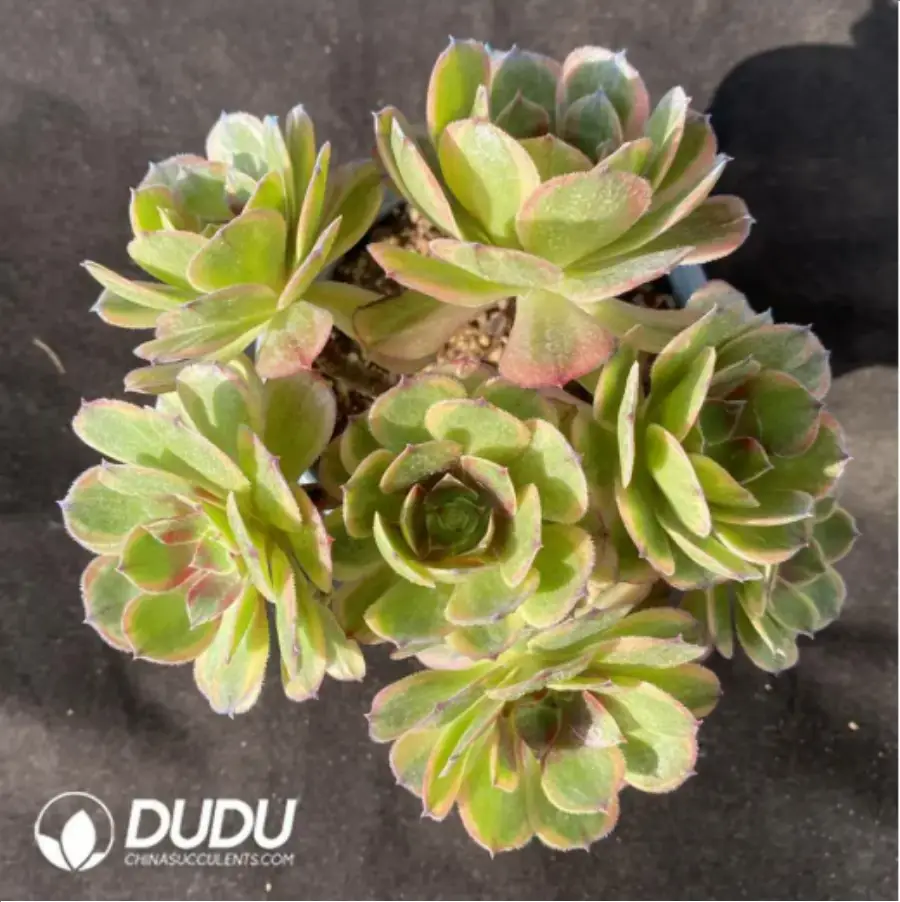 1-2983.webp Aeonium Linlang variegated cluster - Image 1