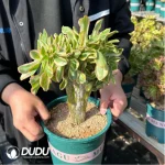 Aeonium Yanzi var. cristata