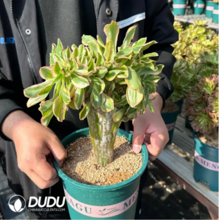 1-2990.webp Aeonium Yanzi var. cristata - Image 1