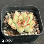 Echeveria pulidonis